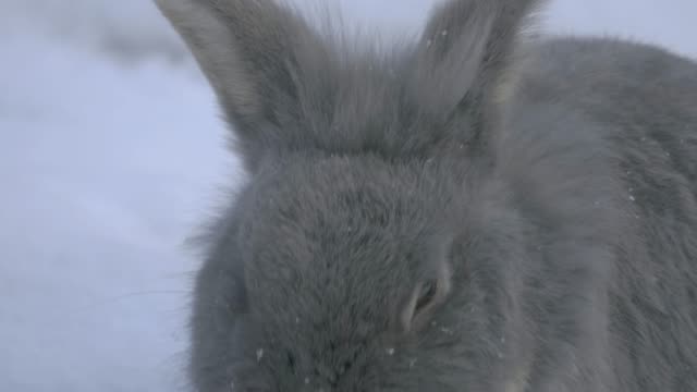 Close-up-of-grey-rabbit-head