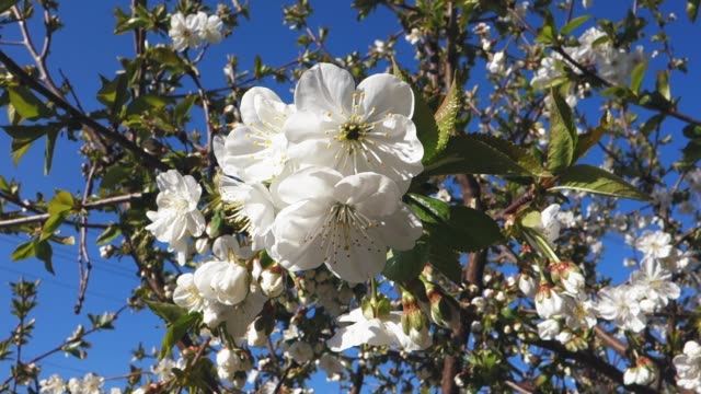 Schöne-Frühlingskirschblüte.-Ostern-frische-blühende-Kirschnahmebauerei.
