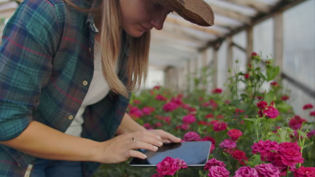 Beautiful-woman-florist-walks-through-the-greenhouse-with-a-tablet-computer-checks-the-grown-roses,-keeps-track-of-the-harvest-and-check-flower-for-business-clients.