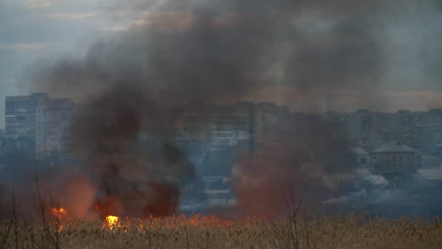 Stunning-view-of-the-burning-cane-wetland-on-the-Dnipro-riverbank-in-the-suburbs-with-volumes-of-black-smoke.