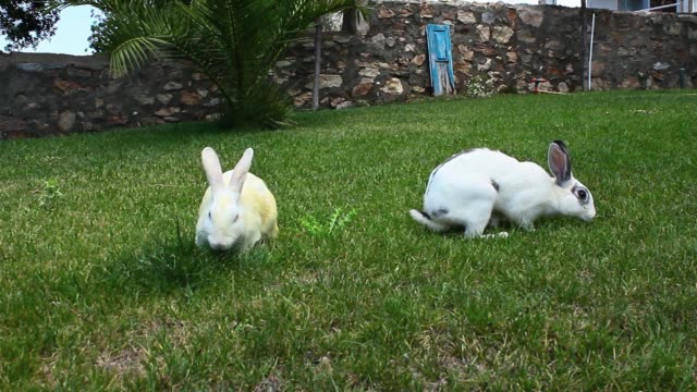 Conejo-conejos-comiendo-juntos