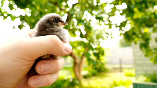 Chicken-or-the-egg.-In-one-hand-the-chick-in-the-other-hand-is-an-egg.
