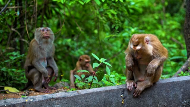 wild-monkeys-in-natural-conditions.-eat-bananas-and-nuts.-asia-thailand.-mountain-of-monkeys
