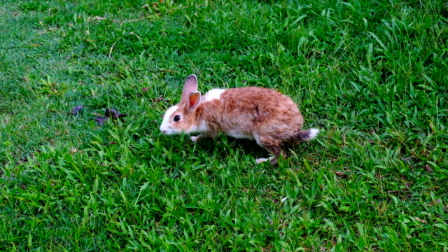 Lindo-conejo-marrón-comiendo-hierba-en-el-bosque-de-Tailandia,-UHD-4K-video