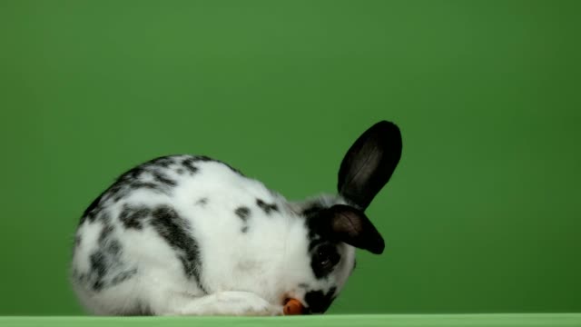 rabbit-eating-carrot-on-green-background