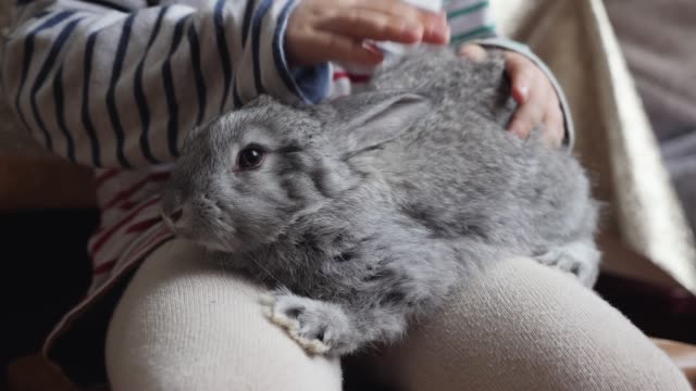 El-conejo-gris-se-sienta-sobre-las-rodillas-de-un-niño