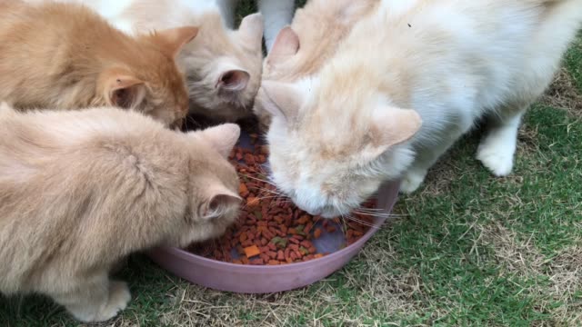 Kätzchen-essen