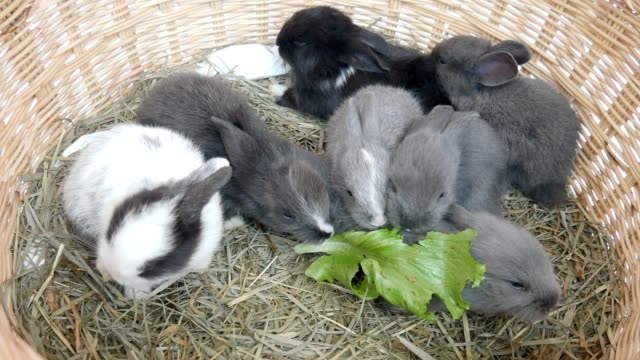 Veinte-días-conejo-bebé-comer-verdura-en-un-nido-de-heno
