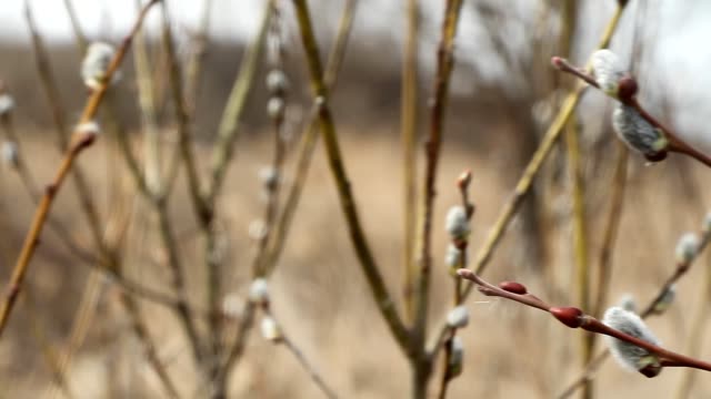 Nahaufnahme-einer-Weidenblüte,-Weidenkatkins,-selektiver-Fokussierung,-Osterhintergrund-oder-Konzept.-Frühlingszweige-Weidenrobben.-Frühlingsbuden-am-Weidenbaum.