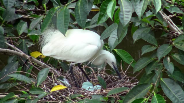 4k,-Little-egret-cuidar-el-nido-con-huevos-azules-en-el-árbol-del-lago-en-Taipei