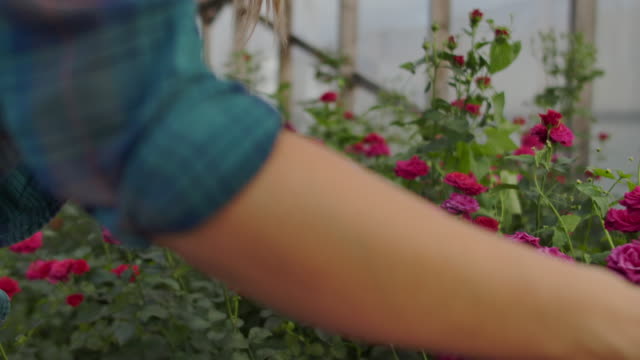 Hermosa-florista-mujer-camina-a-través-del-invernadero-con-una-tableta-de-tableta-comprueba-las-rosas-cultivadas,-realiza-un-seguimiento-de-la-cosecha-y-comprobar-la-flor-para-los-clientes-de-negocios.