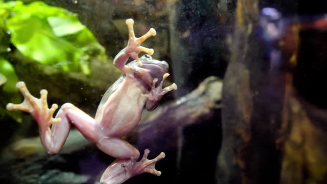 Tropical-Green-Frog-In-An-Aquarium.-Close-up-underwater-of-an-African-Frog.-Frog-stuck-to-the-glass-in-the-aquarium