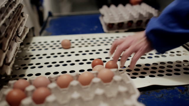 Huhn-Geflügel-Landarbeiter-Sortierung-Eiern-bei-Fabrik-Förderband.-Geflügel-auf-dem-Bauernhof-industrielle-Produktionslinie.