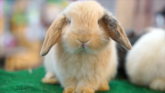 Rabbit-bunny-baby-HD-footage
