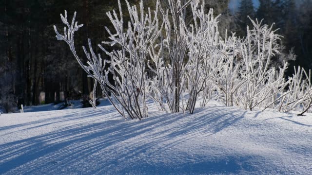 Busch-Brunch-von-Raureif-und-Schnee-bedeckt