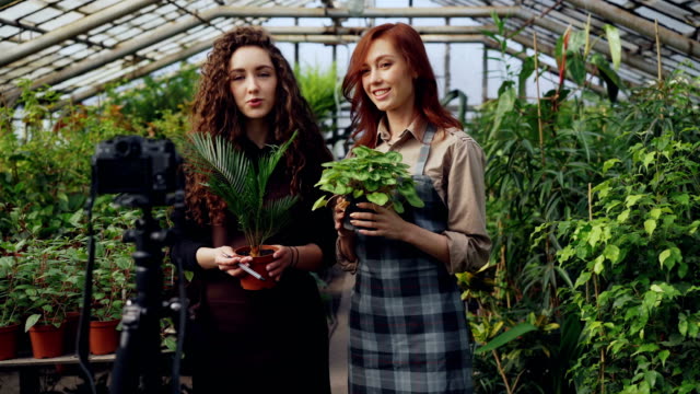 Popular-bloggers-owners-of-greenhouse-are-recording-video-about-pot-flowers-with-camera.-Many-green-plants-in-pots-ang-glass-walls-and-roof-are-in-background.