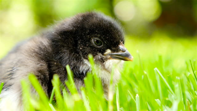 Newborn-chick-in-the-grass.-Opens-the-beak