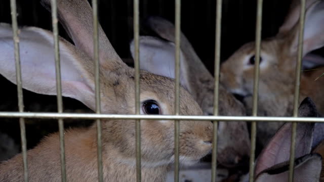 Rabbits-in-the-cage-eat-grass.