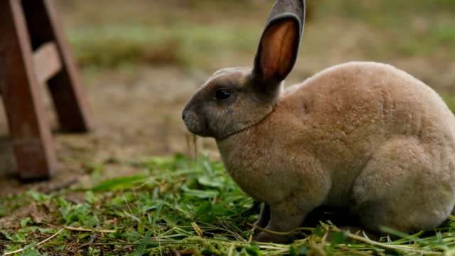 rabbits-eating-grass-on-the-floor-in-the-cage