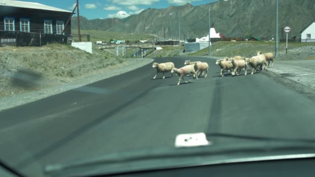 a-herd-of-sheep-crosses-the-road-in-a-mountain-village