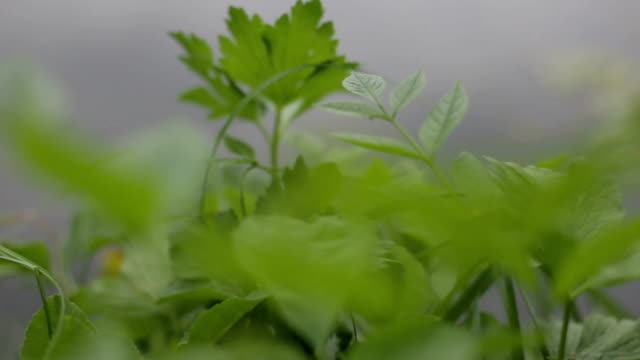 Verde-pasto-moviéndose-en-la-brisa-de-primavera