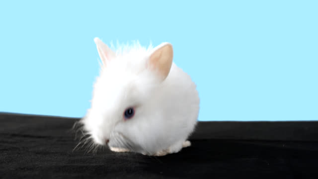 An-adorable-baby-bunny-looks-around-and-then-jumps-out-of-frame