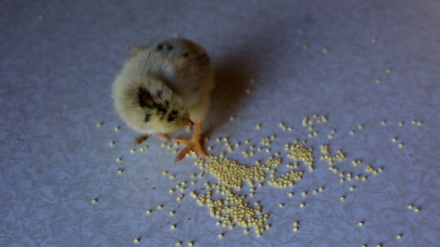un-pequeño-pollo-recién-nacido-camina-sobre-una-mesa-de-madera-y-picotean-grano.