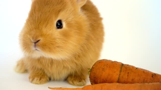 rotes-Kaninchen-mit-der-Karotte-sitzt-auf-einem-weißen-Hintergrund