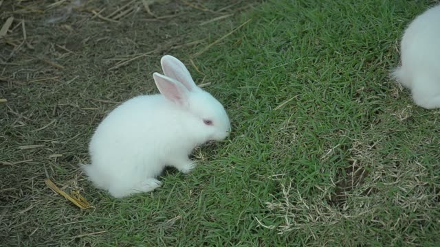 Kaninchen-Essen-und-Naschen-Rasen.