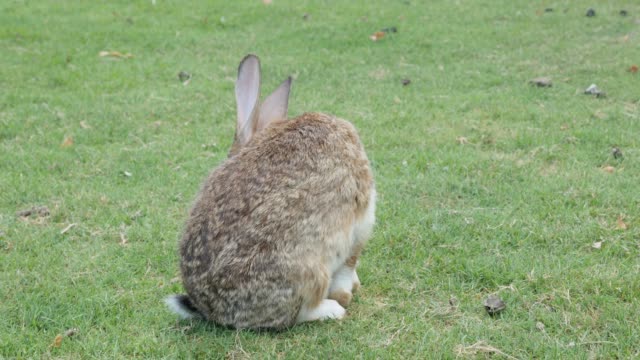 Rabit-cleaning-fur-and-relaxing-in-nature-4K