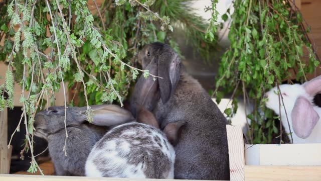Baby-Rabbits-comiendo-vegetación