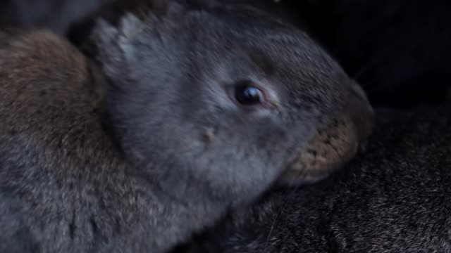Kleiner-Kaninchen,-der-andere-Kaninchen-abweckend-abweckend-hat