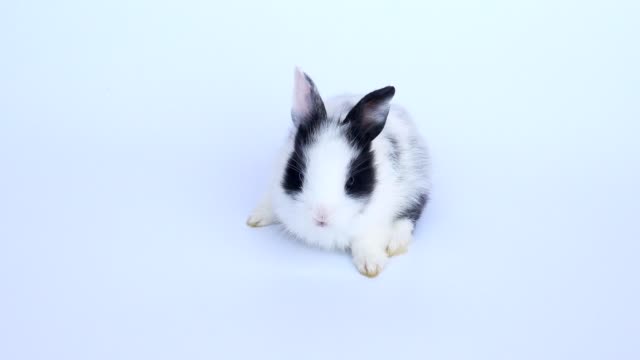 Schöne-zwanzig-Tage-Kaninchen-auf-weißem-Hintergrund