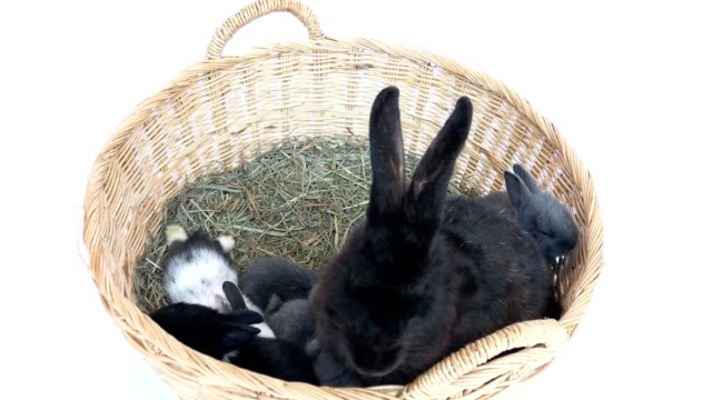 Schöne-zwanzig-Tage-Baby-Kaninchen-mit-seiner-Mutter-in-einem-Heunest