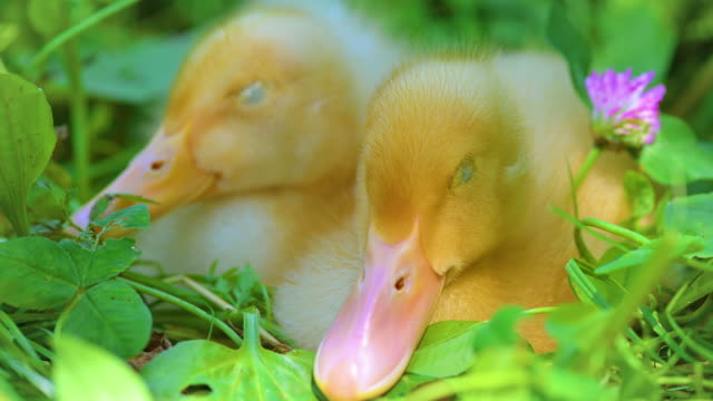 Cute-Duckling-Relaxing