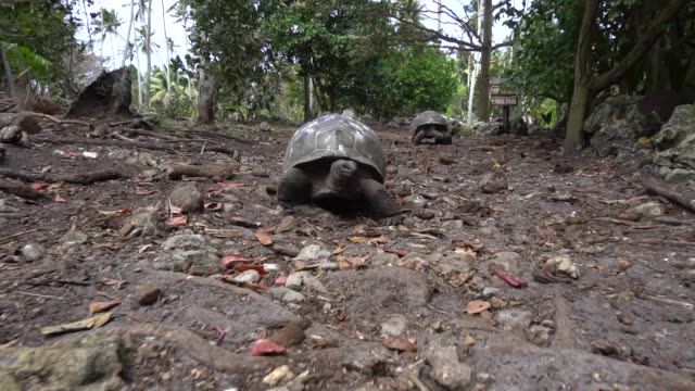 Alte-Landschildkröte-lebt-auf-der-Insel-6