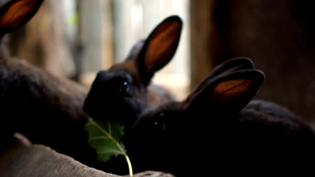 Pequeño-conejo-comiendo-hojas-verdes-en-la-pluma.-animales-de-alimentación-de-granja-de-conejos