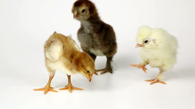 Pequeñas-polluelos-de-pollo-lindo-sobre-fondo-blanco