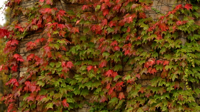Brick-walls-covered-with-red-and-green-ivy-leaves,-autumn-in-the-city,-park