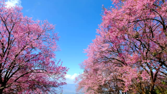 pink-cherry-blossoming