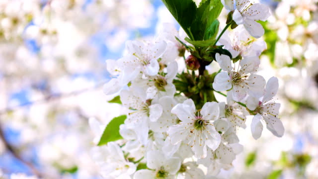 Kirschenblüten-hautnah-an-den-sonnigen-Garten