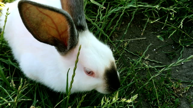 Schöne-junge-kleine-Kaninchen-auf-dem-grünen-Rasen-im-Sommertag.