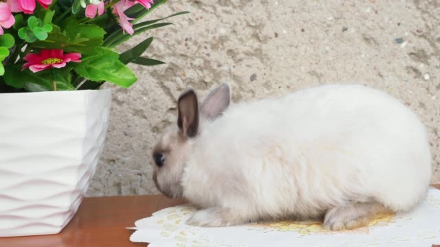 Easter-bunny-near-spring-wreath.-Little-dwarf-rabbit-sitting-near-flowers.-4k-resolution.