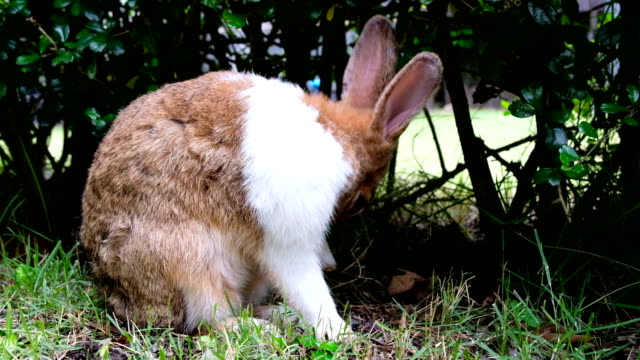 Niedliche-braune-Kaninchen-lecken-und-sitzen-auf-dem-Rasen-im-Wald-Thailand,-UHD-4K-video