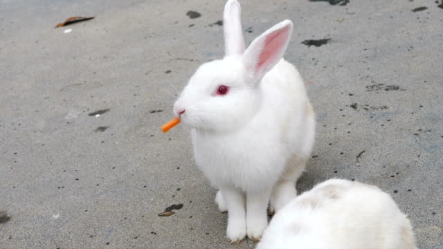 Blanco-conejo-comiendo-zanahoria.