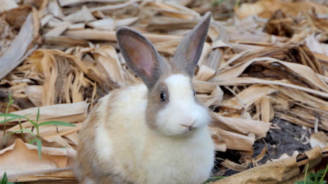 Conejo-doméstico-tailandés-en-la-naturaleza.