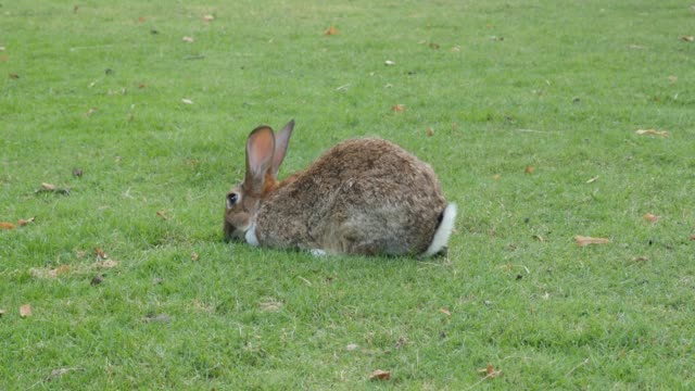 Kaninchen-kauen-Gras-auf-dem-Feld-4K