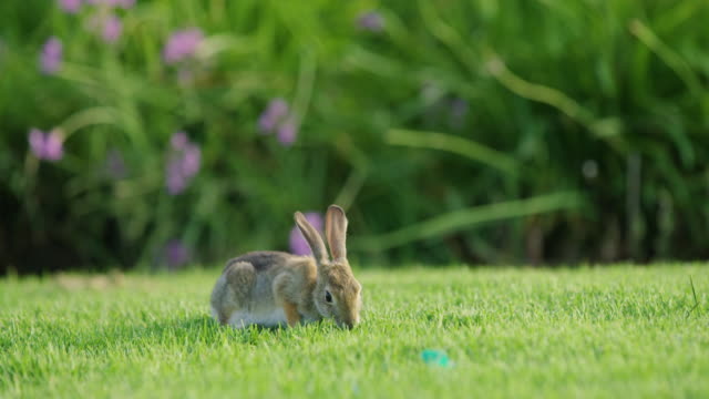 Rabbit-eating-in-the-grass