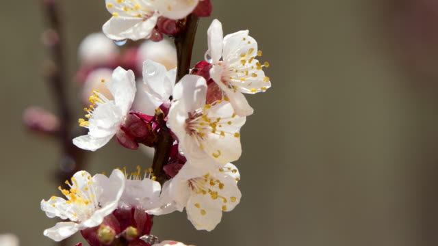 Frühlingsblumen.-Schöne-Frühlingskirsche-Baumblüte,-extrem-aus-nächster-Nähe.-Ostern-frisch-rosa-blühende-Kirsche-Nahaufnahme.