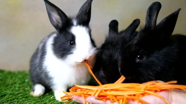 Conejos-de-la-encantadora-joven-1-mes-comiendo-zanahoria-de-la-mano-de-la-señora